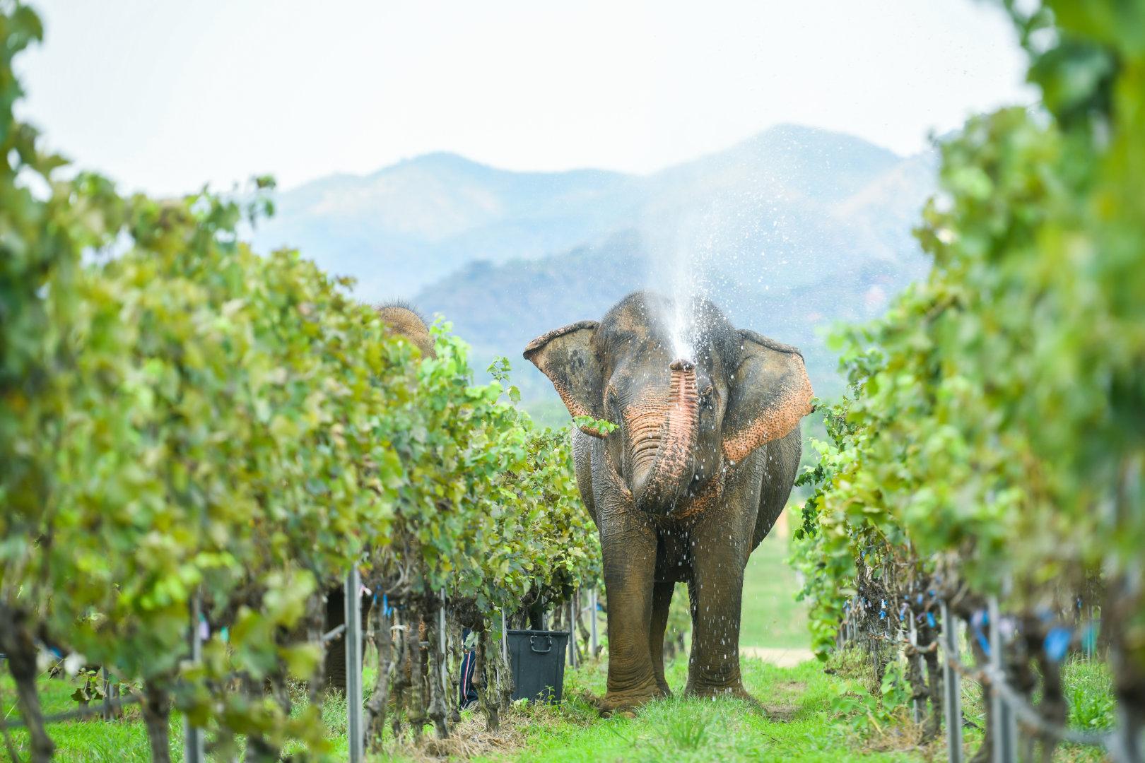 熱帶葡萄酒的質量昇華躍進：泰國「季風谷酒莊」喜迎2021佳年豐收！ - WineNow HK