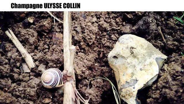 香檳酒農 I 虔誠隱士 Olivier Collin - WineNow HK