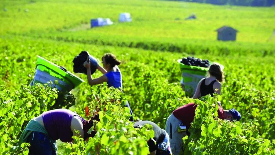 老鴨四十年見聞錄(170) 小酒農︱收買佬 - WineNow HK